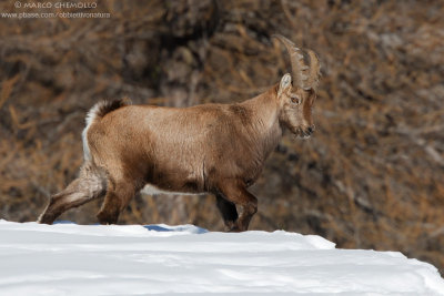 Ibex - Stambecco (Capra ibex)