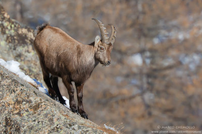 Ibex - Stambecco (Capra ibex)