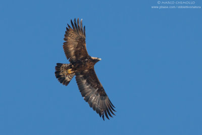 Golden eagle - Aquila reale (Aquila chrysaetos)