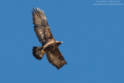 Golden eagle - Aquila reale (Aquila chrysaetos)