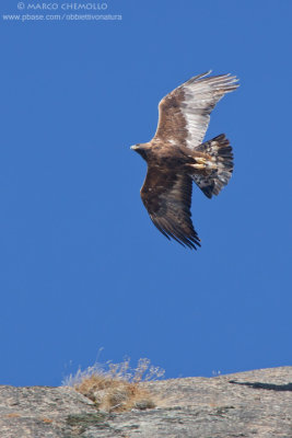 Golden eagle - Aquila reale (Aquila chrysaetos)