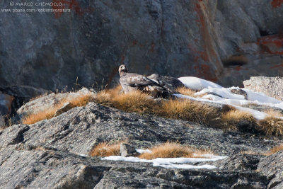 Golden eagle - Aquila reale (Aquila chrysaetos)