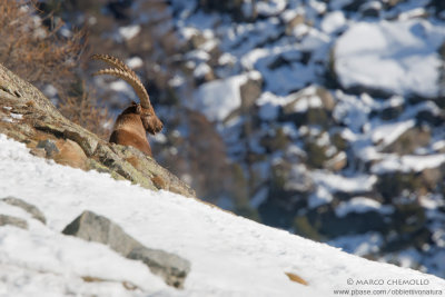 Ibex - Stambecco (Capra ibex)