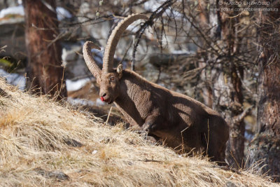 Ibex - Stambecco (Capra ibex)