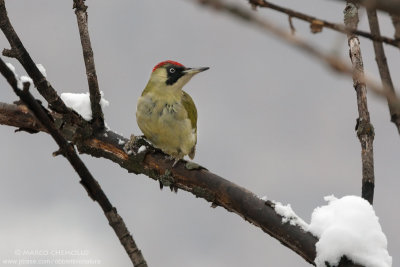Picchio verde - Green Woodpecker (Picus viridis)
