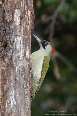 Picchio verde - Green Woodpecker (Picus viridis)
