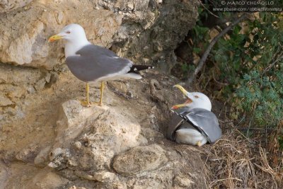 Yellow-legged Gull - Gabbiano reale (Larus michahellis)