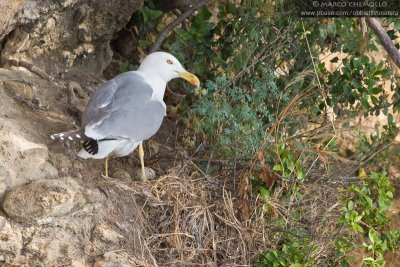 Yellow-legged Gull - Gabbiano reale (Larus michahellis)