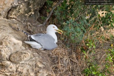 Yellow-legged Gull - Gabbiano reale (Larus michahellis)