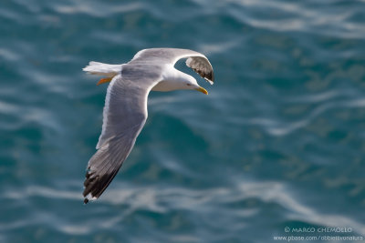 Yellow-legged Gull - Gabbiano reale (Larus michahellis)