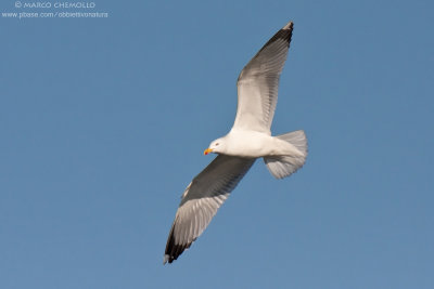 Yellow-legged Gull - Gabbiano reale (Larus michahellis)