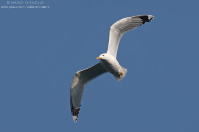 Yellow-legged Gull - Gabbiano reale (Larus michahellis)