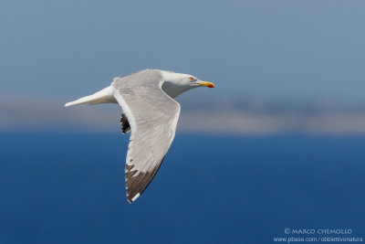 Yellow-legged Gull - Gabbiano reale (Larus michahellis)