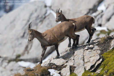 Ibex - Stambecco (Capra ibex)