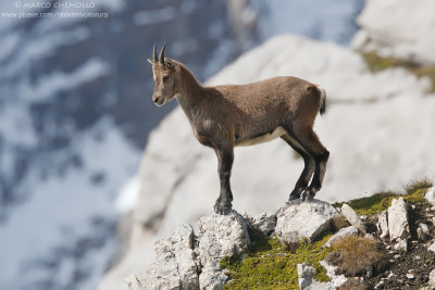 Ibex - Stambecco (Capra ibex)
