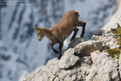 Ibex - Stambecco (Capra ibex)