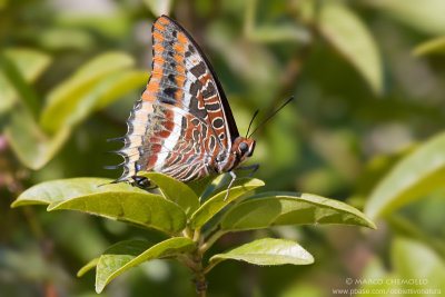 Charaxes jasius