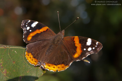 Vanessa atalanta