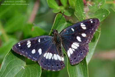 Limenitis reducta