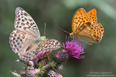 Argynnis paphia
