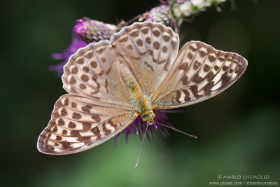 Argynnis paphia valesina