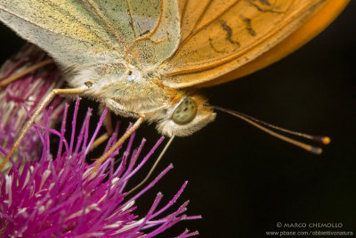 Argynnis paphia