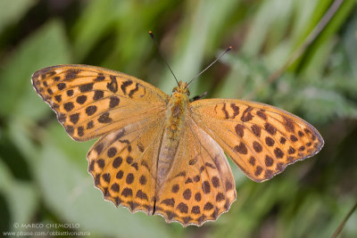 Argynnis paphia