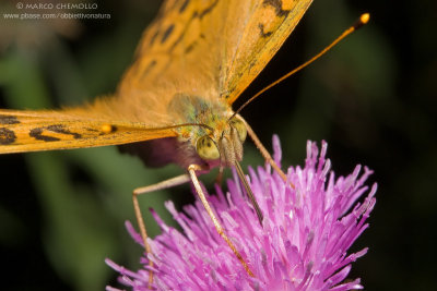 Argynnis paphia
