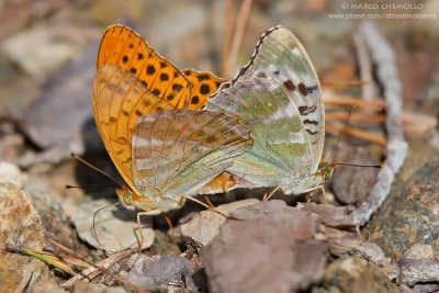 Argynnis paphia