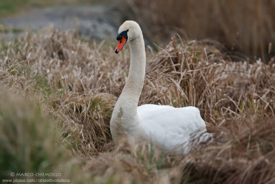 Mute Swan - Cigno Reale (Cygnus olor)