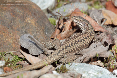Podarcis muralis