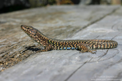 Podarcis muralis