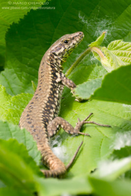 Podarcis muralis
