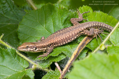 Podarcis muralis