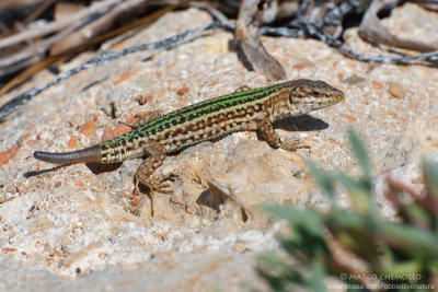 Ibiza Wall Lizard  (Podarcis pityusensis)