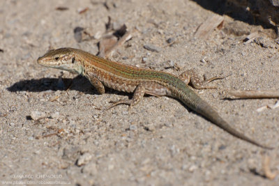 Ibiza Wall Lizard  (Podarcis pityusensis)