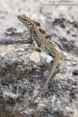 Tyrrhenian Wall Lizard - (Podarcis tiliguerta)