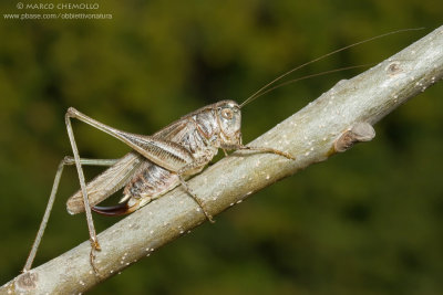 Platycleis sp.