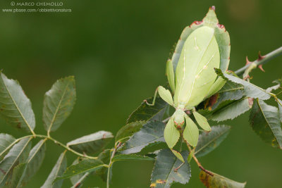 Phyllium siccifolium