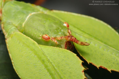 Phyllium siccifolium
