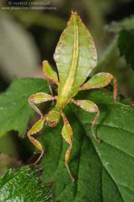 Phyllium siccifolium