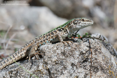 Italian Wall Lizard - Lucertola campestre (Podarcis siculus)