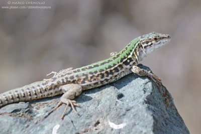 Italian Wall Lizard - Lucertola campestre (Podarcis siculus)