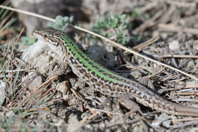 Italian Wall Lizard - Lucertola campestre (Podarcis siculus)