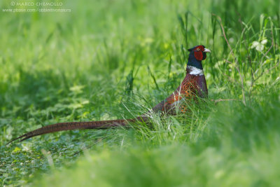 Common Pheasant - Fagiano comune (Phasianus colchicus)