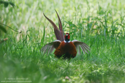 Common Pheasant - Fagiano comune (Phasianus colchicus)