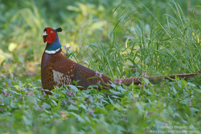 Common Pheasant - Fagiano comune (Phasianus colchicus)