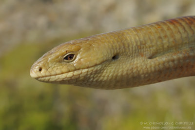European Glass Lizard - Pseudopo (Pseudopus apodus)