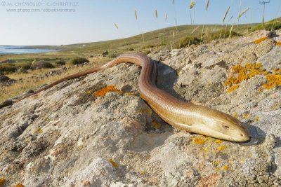 European Glass Lizard - Pseudopo (Pseudopus apodus)