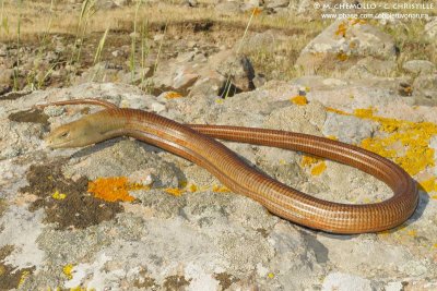 European Glass Lizard - Pseudopo (Pseudopus apodus)